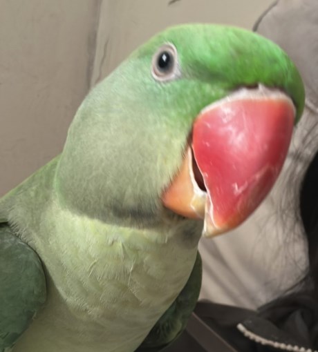 Vogel (Dwerg-)papegaai