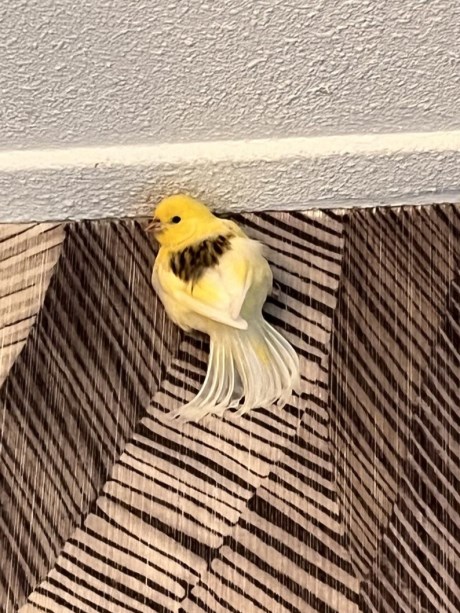 Vogel Parkiet