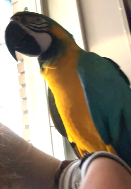 Vogel (Dwerg-)papegaai