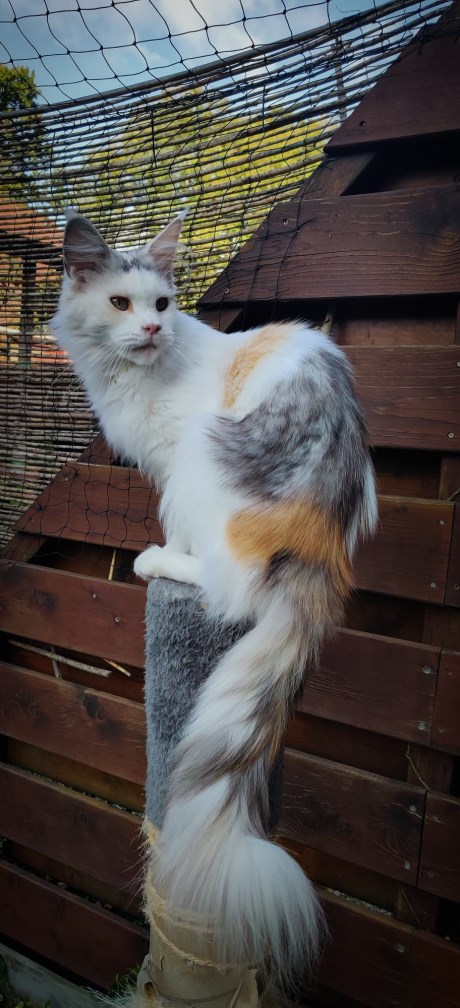Kat Maine Coon