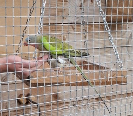 Vogel Parkiet