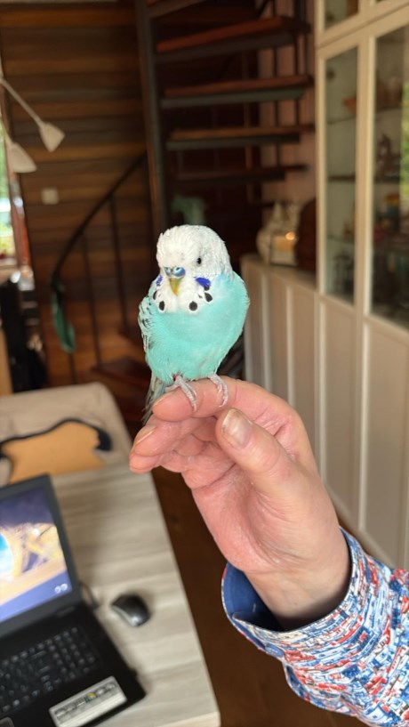 Vogel Parkiet