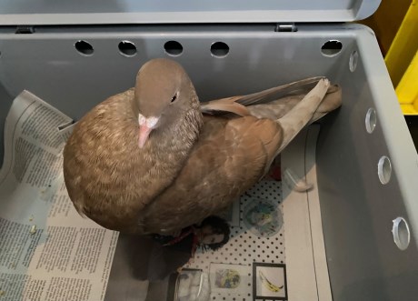 Vogel Duif