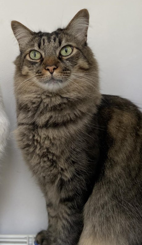Kat Langharig
