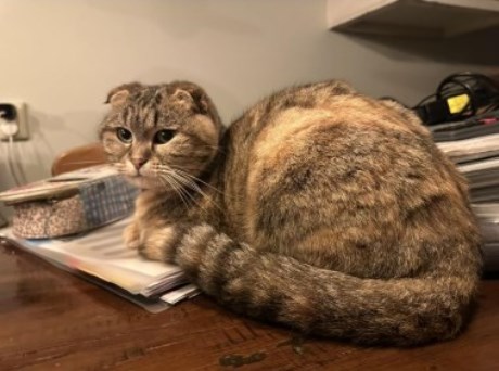 Kat Scottish Fold