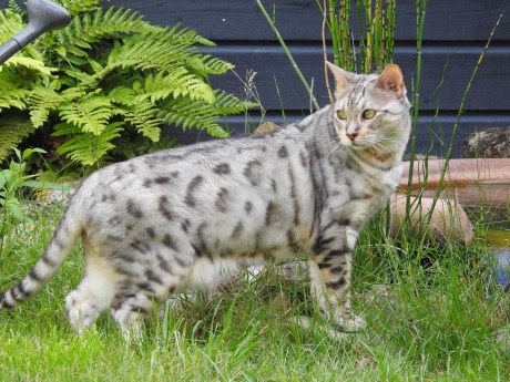 Kat Bengaal