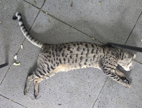 Kat Savannah