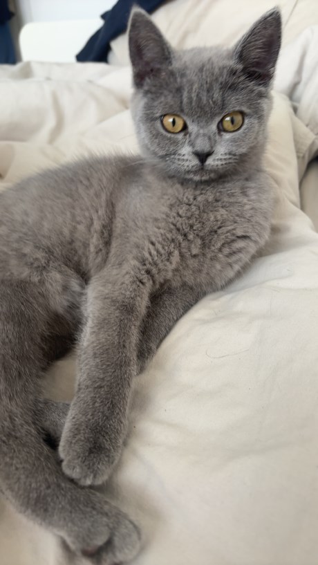Kat Brits korthaar