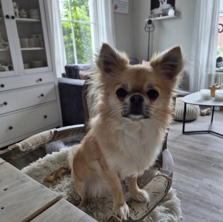 Hond Chihuahua