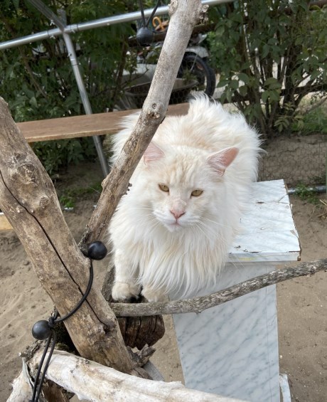 Kat Maine Coon X