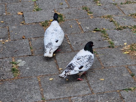 Vogel Duif
