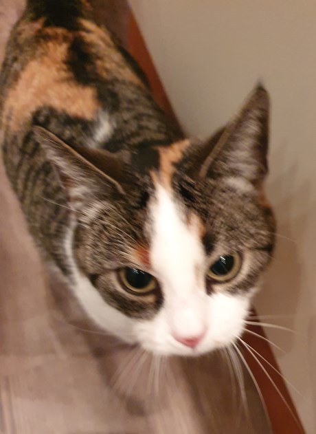 Kat Europese korthaar of huiskat