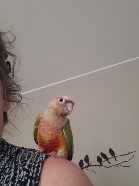 Vogel (Dwerg-)papegaai