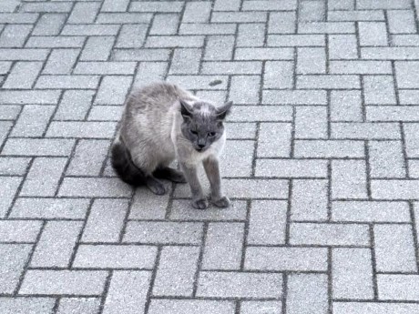 Kat Siamees