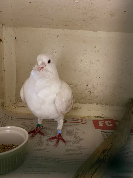Vogel Duif