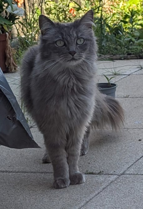 Kat Langharig
