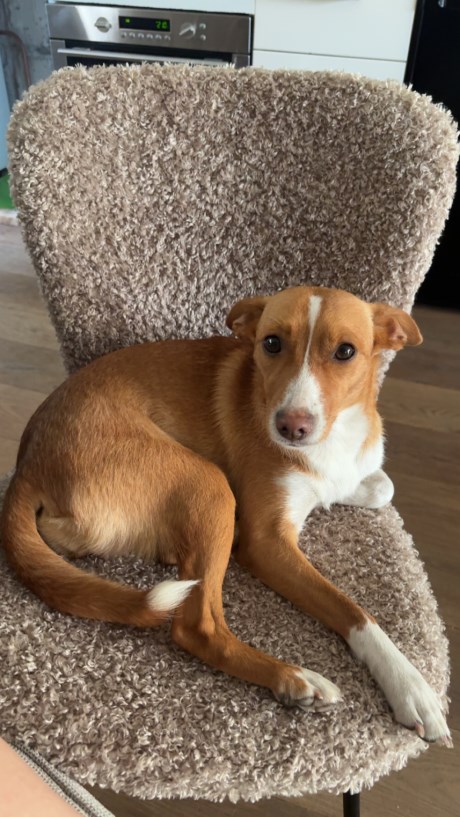 Hond Podenco