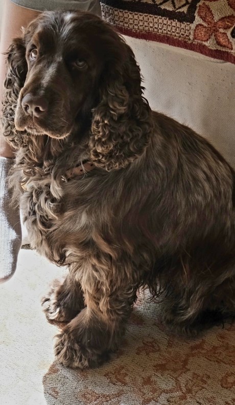 Hond Spaniel