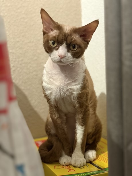 Kat Rex