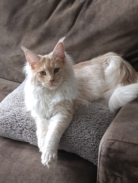 Kat Maine Coon