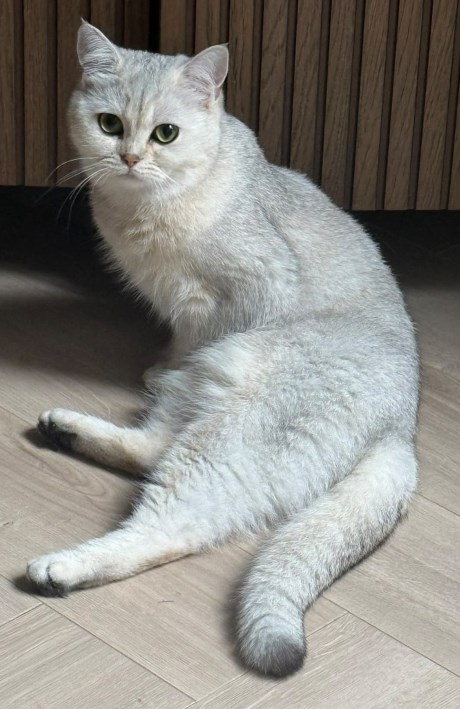 Kat Brits korthaar