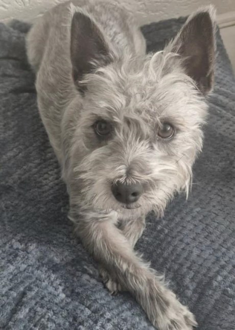 Hond Kruising