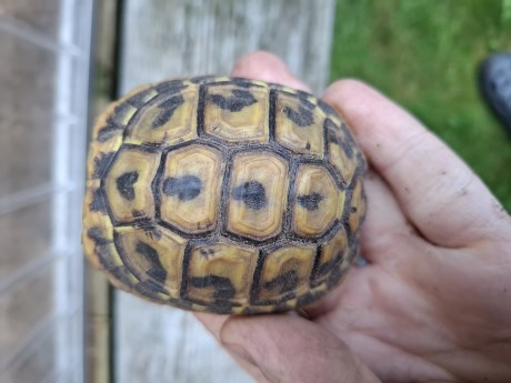 Reptiel Schildpad