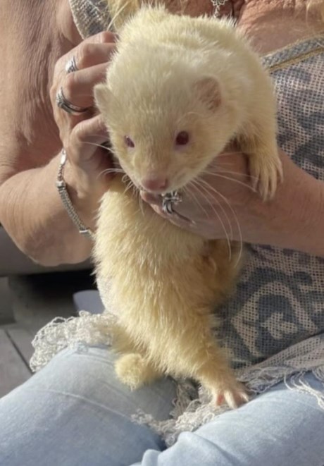 Kleine roofdieren Fret