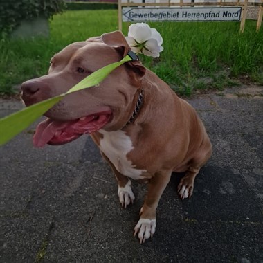 Hond Bulldog