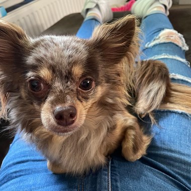 Hond Chihuahua