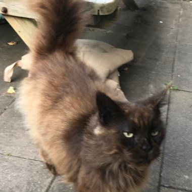Kat Maine Coon