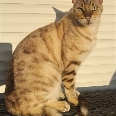 Kat Savannah