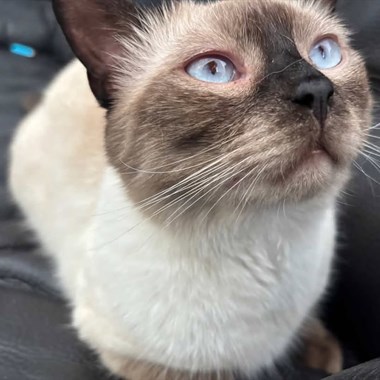 Kat Siamees