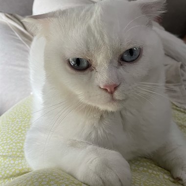 Kat Scottish Fold