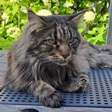 Kat Maine Coon