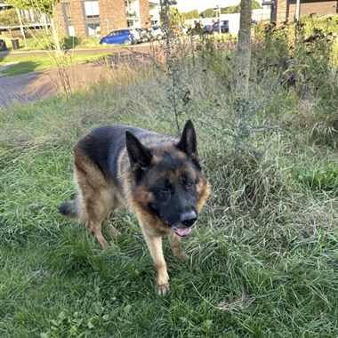 Hond Herder