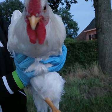 Vogel Hoendervogel