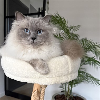 Kat Ragdoll