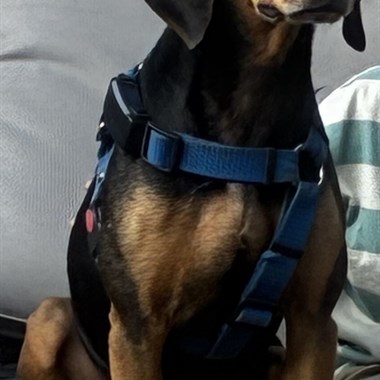 Hond Kruising