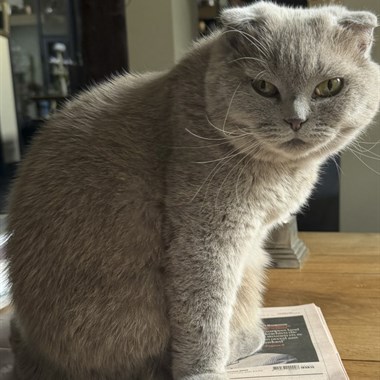 Kat Scottish Fold