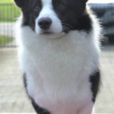 Hond Welsh Corgi