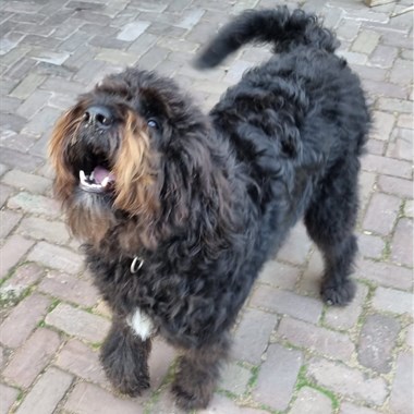 Hond Kruising