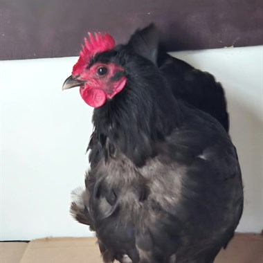 0