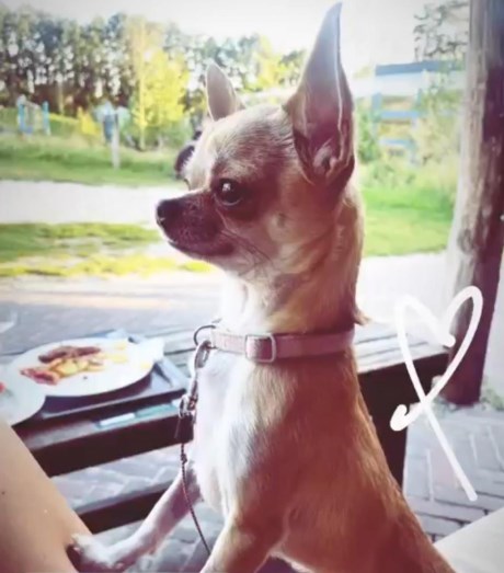 Hond Chihuahua
